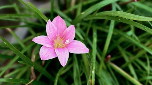 Foto stok gratis berwarna merah muda, bunga bakung, bunga lily