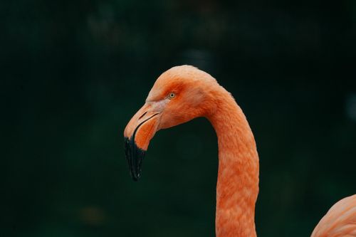 Free A detailed close-up portrait of a flamingo, showcasing its vibrant pink plumage and curved beak. Stock Photo