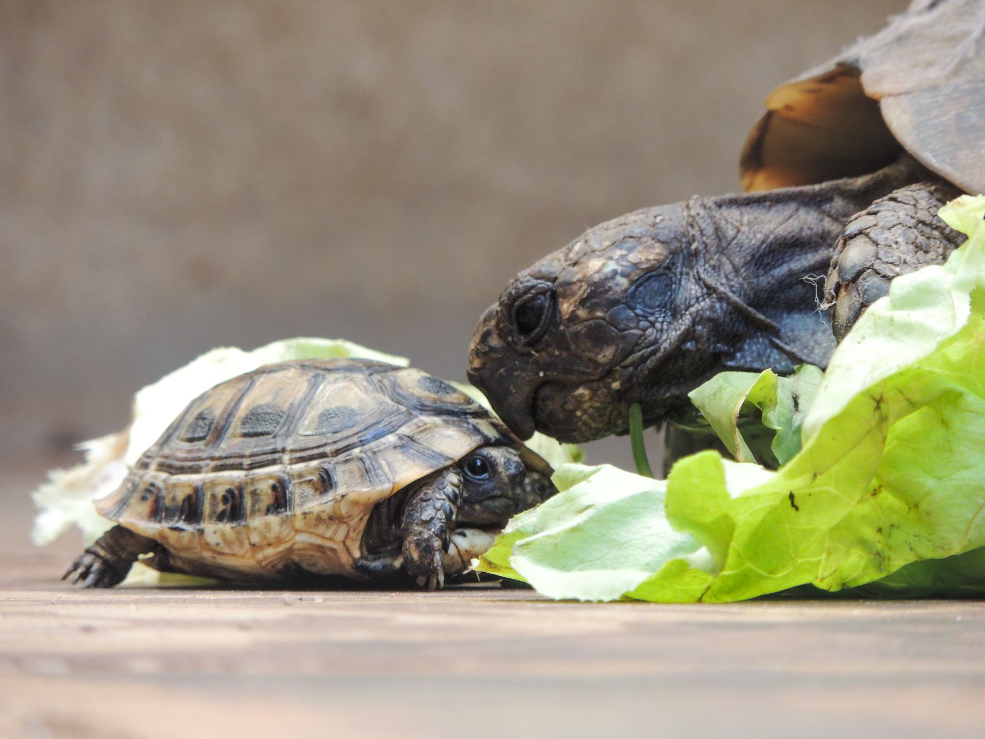 Adorable tortoises feeding on fresh lettuce, showcasing wildlife in Algeria.