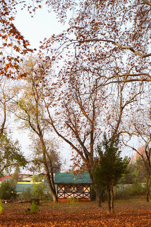 A Small Hut between Autumnal Trees in a Park 