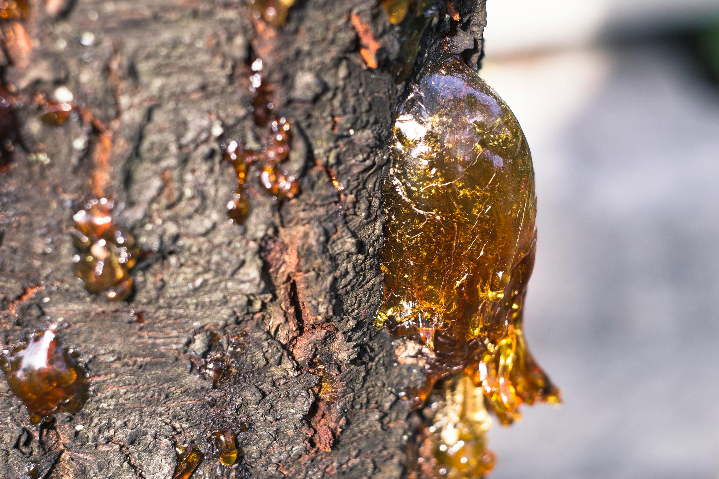 Free stock photo of flora, resin, tree