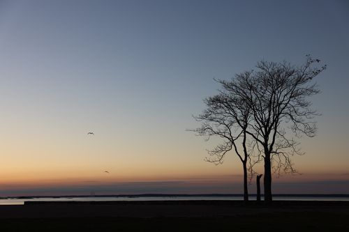 Free Silhouette of trees by the shore during a tranquil sunset, with birds in the sky. Stock Photo