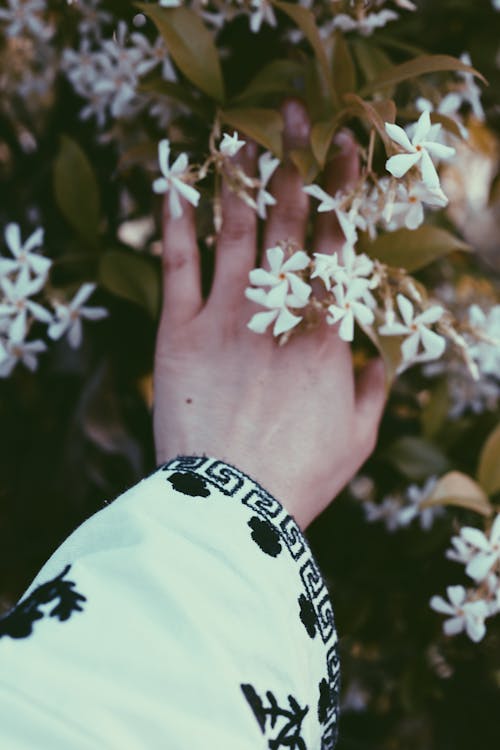 Hand Touching White Flowers