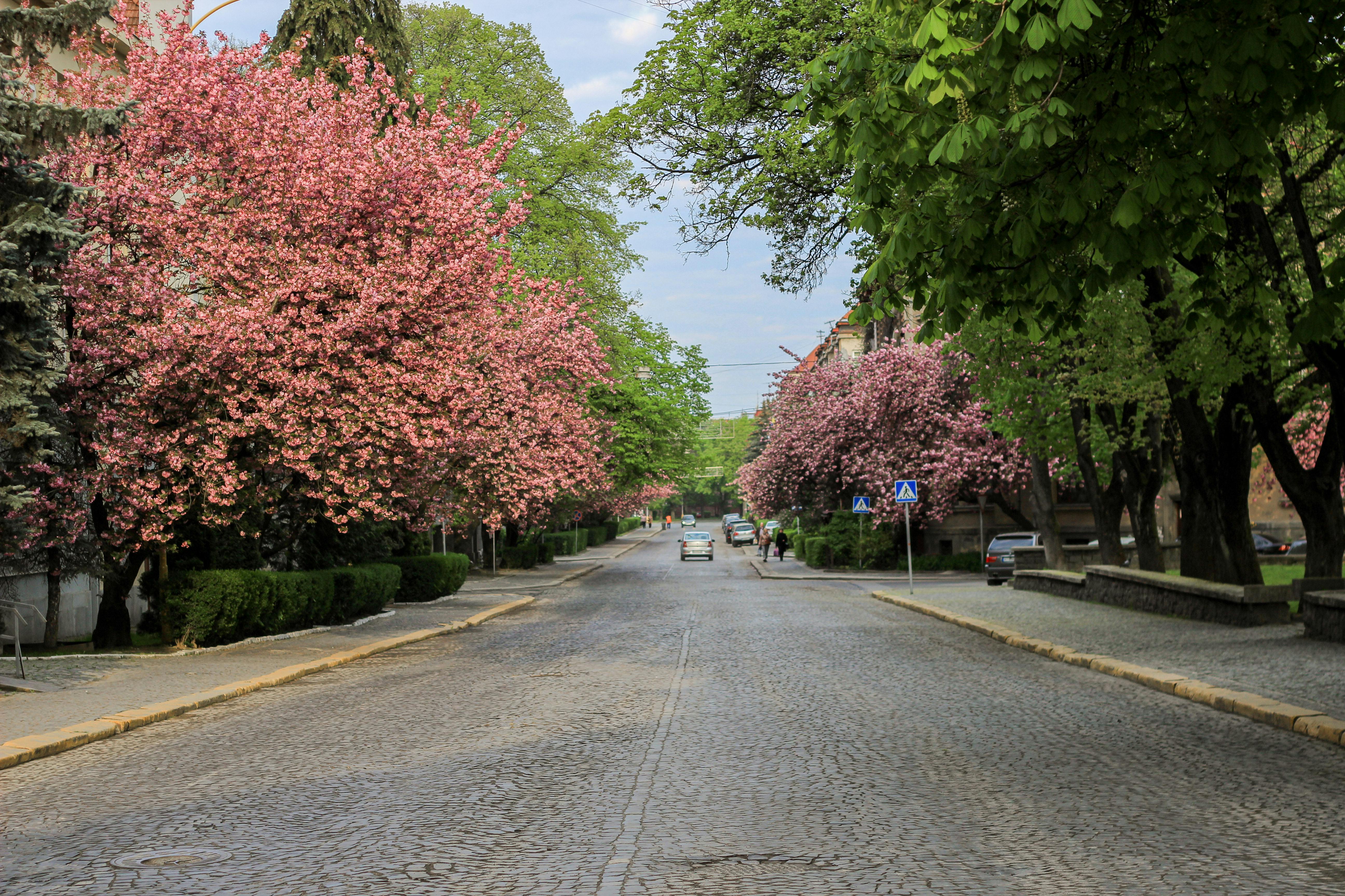 Cherry Blossom Trees Avenue With Cobblestones And Street Lamps At Night