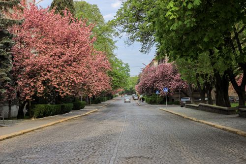 Free Cobblestone street lined with vibrant pink cherry blossoms in full bloom on a clear spring day. Stock Photo