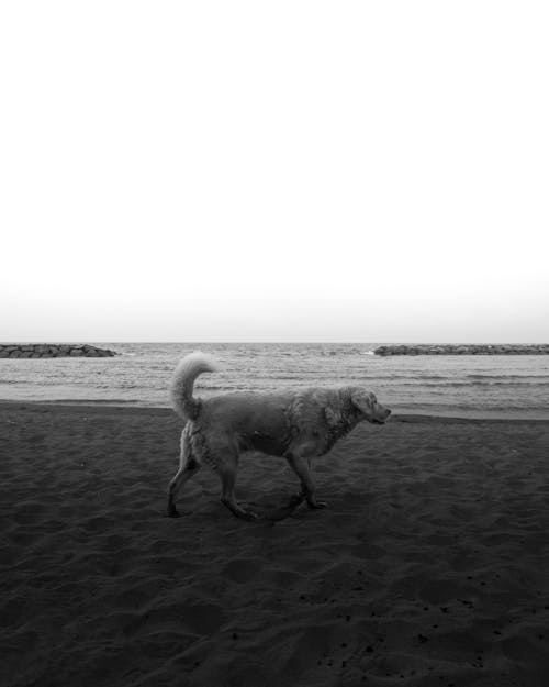 Fotobanka s bezplatnými fotkami na tému čierny a biely, Copy Space, domáce zviera