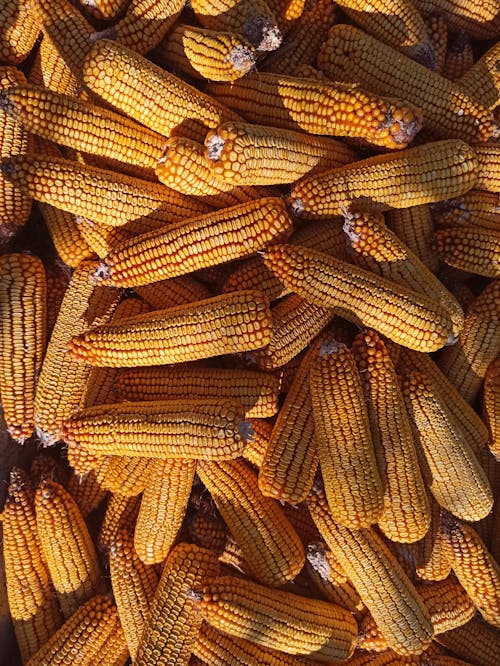 Základová fotografie zdarma na téma cereální, detail, kukuřice