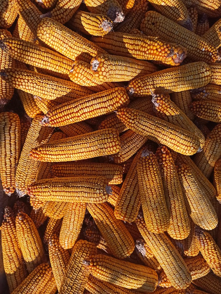 Stack Of Corncobs