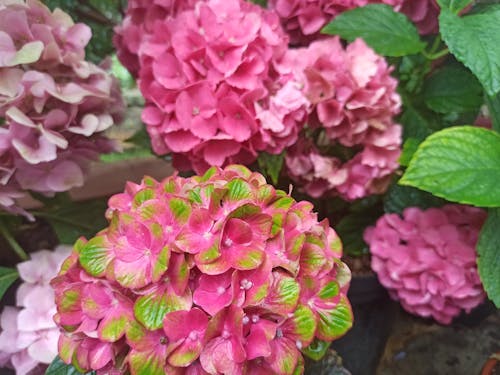 Free stock photo of after rain, green flowers, hydrangea