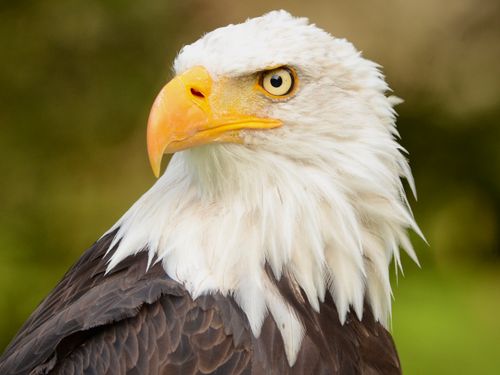 Free Close-up of a bald eagle showcasing its powerful features and sharp gaze in the wild. Stock Photo
