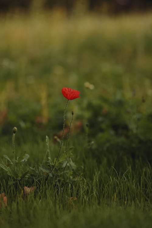 Foto d'estoc gratuïta de camp, color, flor