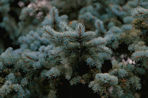 Close-up of Branches of a Coniferous Tree