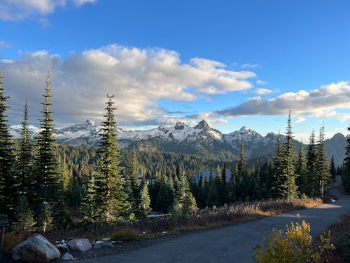 Immagine gratuita di cime innevate, conifere, foresta