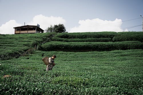 Farmer with Basket on Rural Field