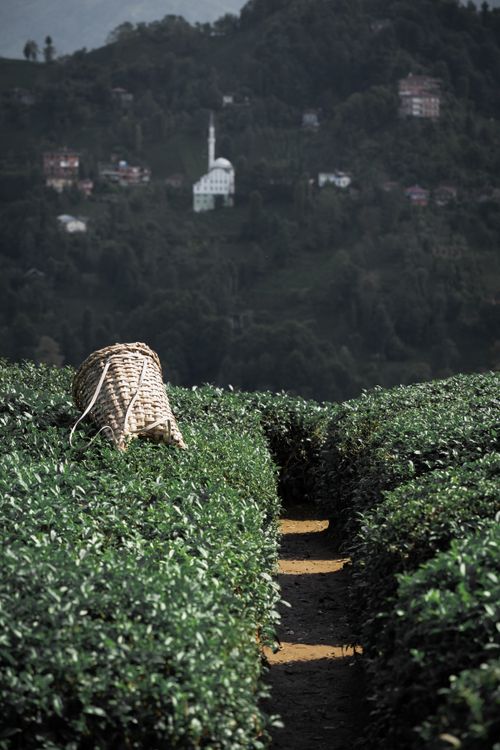 Free Wicker basket in a lush Rize tea plantation with a mosque view in the background. Stock Photo