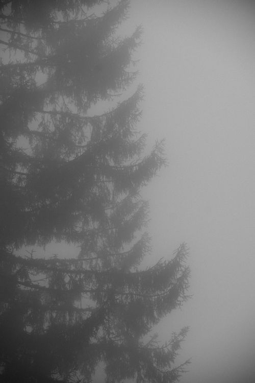 Free Atmospheric view of conifer trees enveloped in fog in Rize, Turkey. Stock Photo