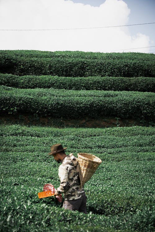 Δωρεάν στοκ φωτογραφιών με αγρόκτημα, αγροτικός, άνδρας