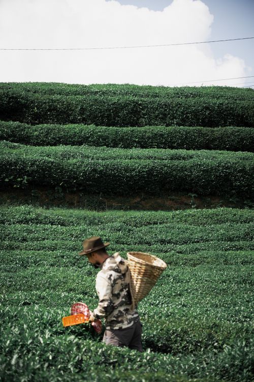 Free A farmer harvesting tea leaves in the scenic terraced fields of Rize, Türkiye. Stock Photo