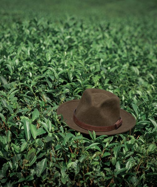 Free A brown vintage hat nestled among lush green tea plants in Rize, Türkiye. Stock Photo