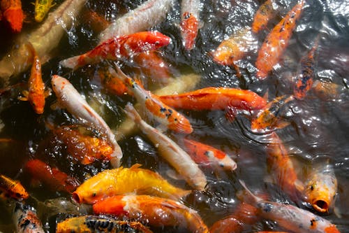 Close-up of Koi in a Pond 
