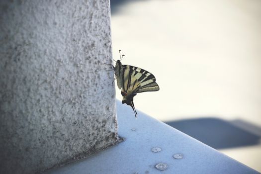 Scarce Swallowtail on Wall
