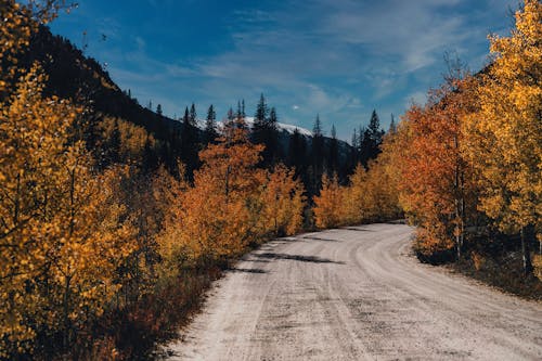 Darmowe zdjęcie z galerii z droga polna, drzewa, jesień