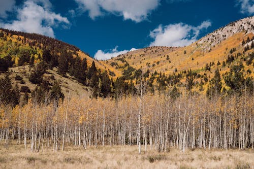 Bare Birches Forest in Autumn