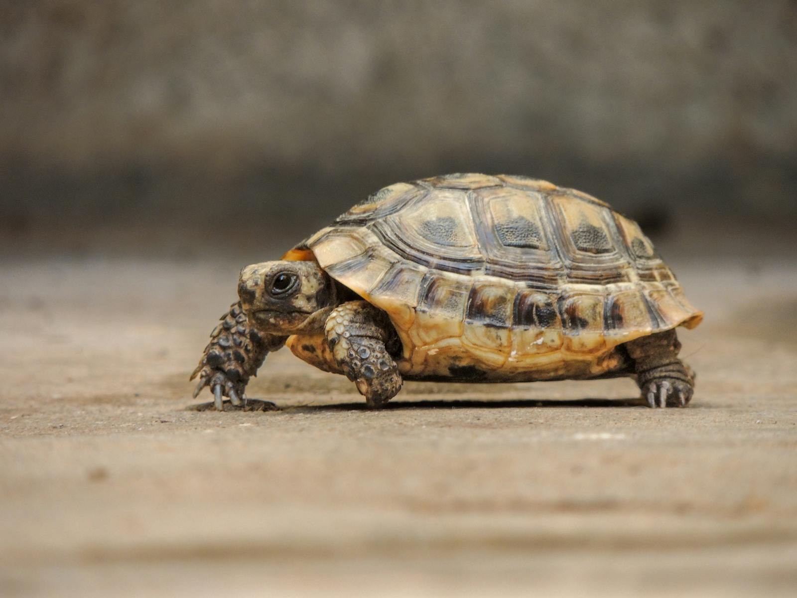 Turtle Walking Photos, Download The BEST Free Turtle Walking Stock ...