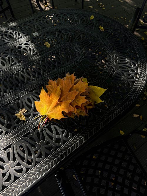 Close-up of Yellow Maple Leaves Lying on a Black Table Outside 