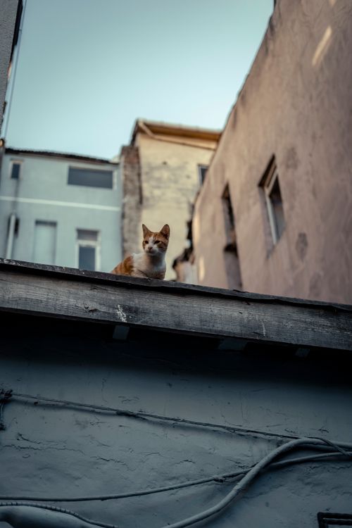 Free A ginger and white cat sits on an urban rooftop, surrounded by city buildings. Stock Photo