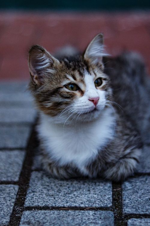 Free Cute kitten relaxing on a stone sidewalk, displaying curiosity in an outdoor setting. Stock Photo