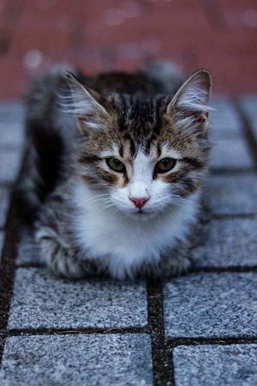 Free A fluffy kitten lying on a cobblestone path, capturing a serene moment. Stock Photo