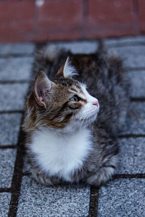 Free Charming fluffy kitten resting on a cobblestone sidewalk, looking inquisitive. Stock Photo
