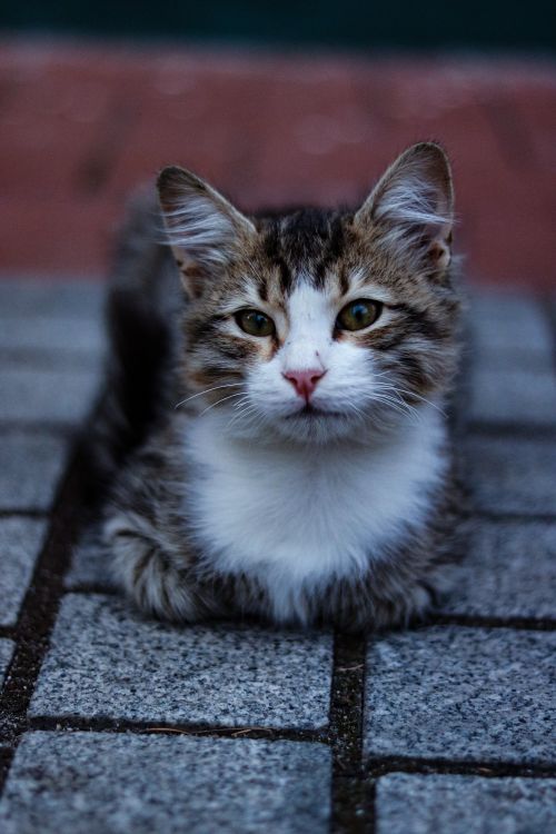 Free Cute kitten lying on a stone pavement, showcasing its fluffy fur and gentle gaze. Stock Photo