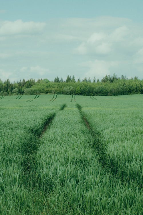 View of a Green Cropland in the Countryside 