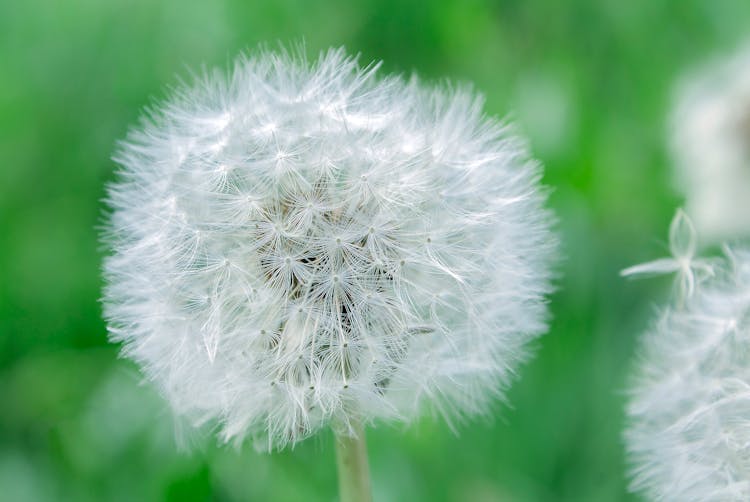 White Dandelion