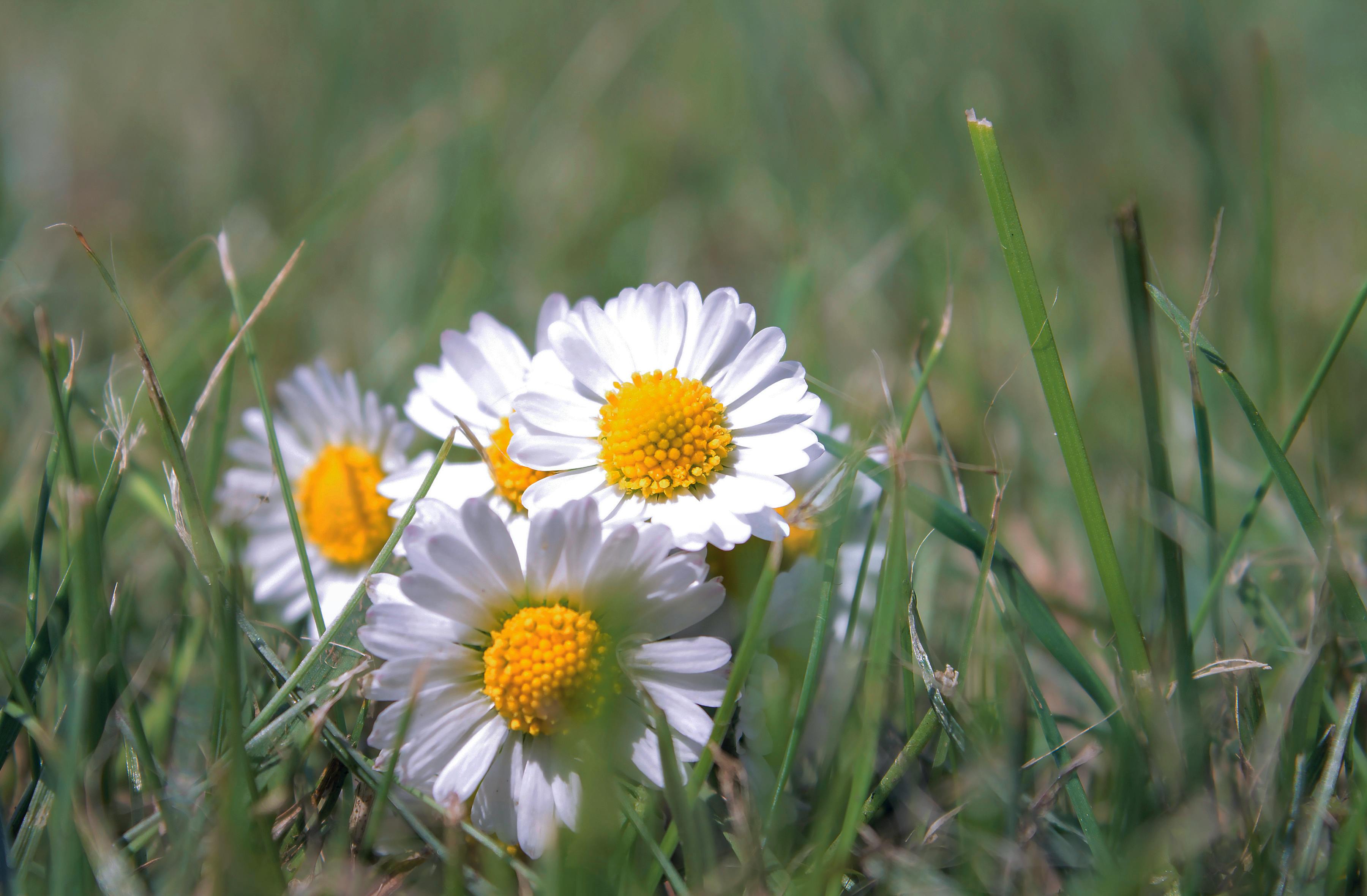 Free stock photo of daisy, flower, grass