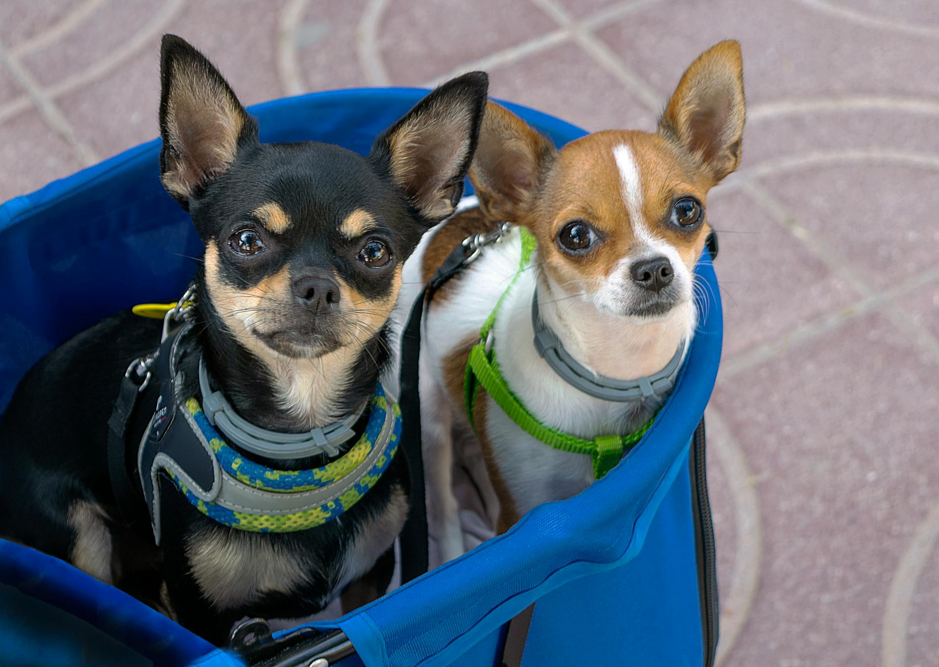 Des chiens dans un panier