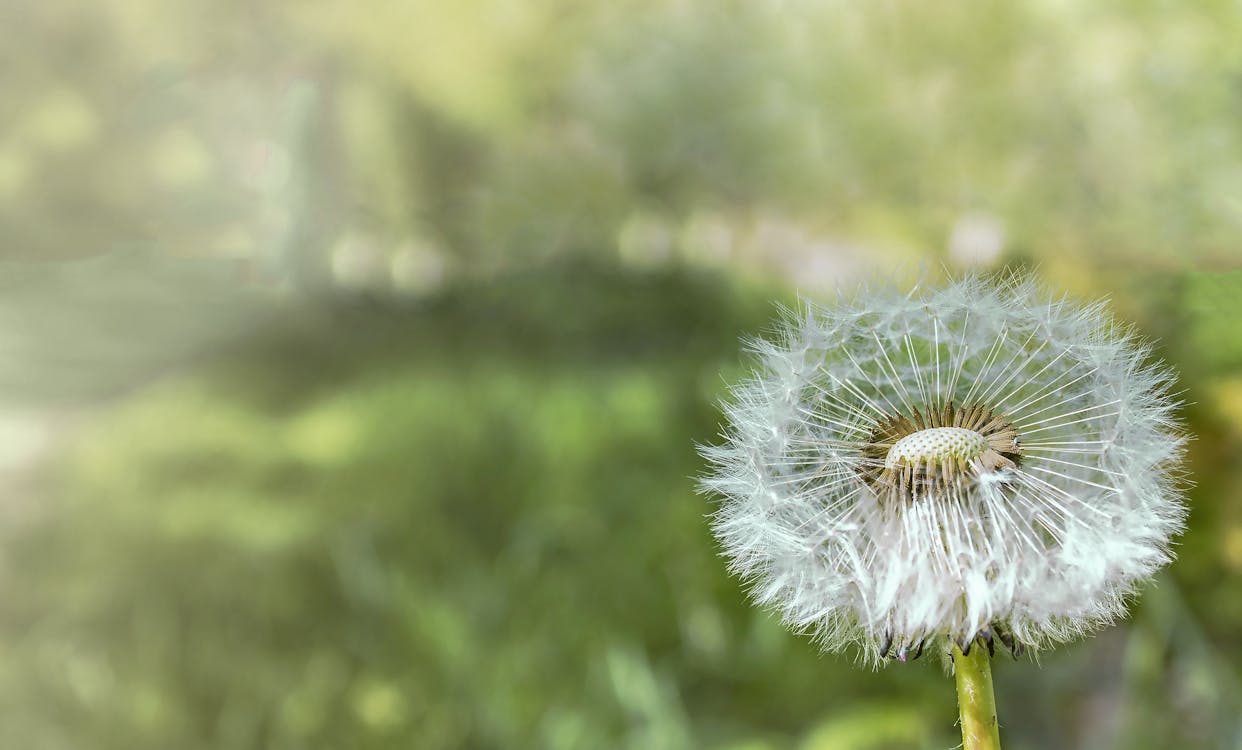 Closeup Photograph of White Dandelion