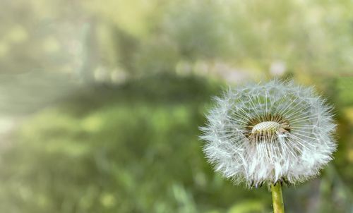 Free Detailed shot of a dandelion with seeds outdoors in spring light. Stock Photo