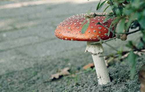 Free stock photo of mushroom, plant