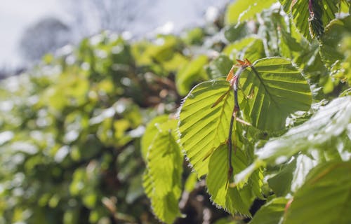 Free stock photo of hedge, nature, plant