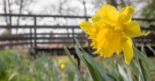 Free stock photo of flower