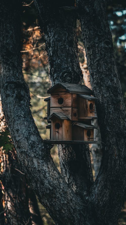 Imagine de stoc gratuită din arbori, casă de păsări, fotografiere verticală