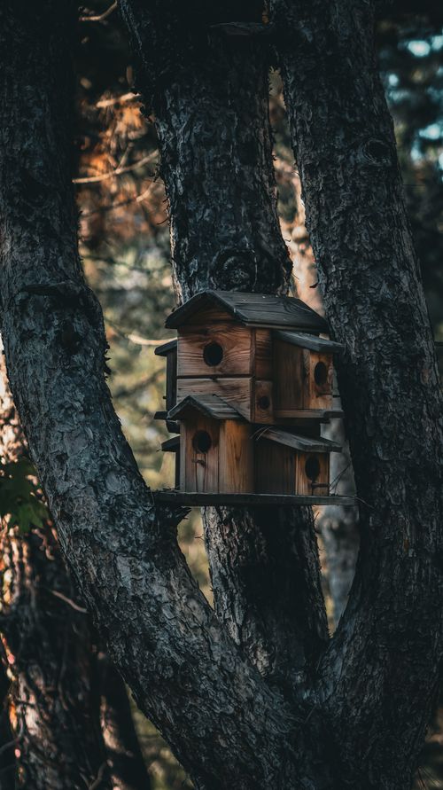 Free Rustic wooden birdhouse nestled among trees in a tranquil forest setting, perfect for nature enthusiasts. Stock Photo