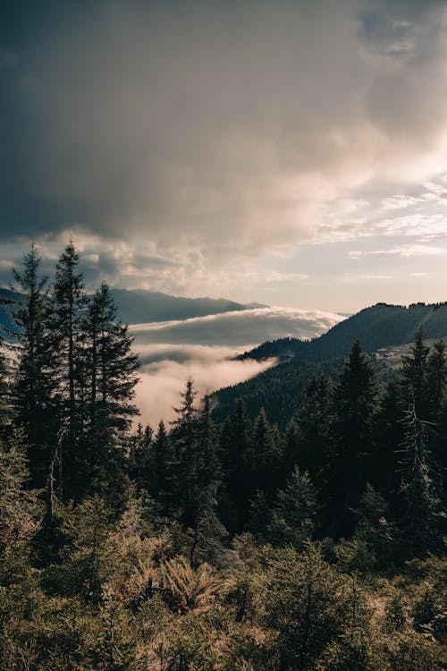 Mountain Landscape with Conifer Trees and Clouds