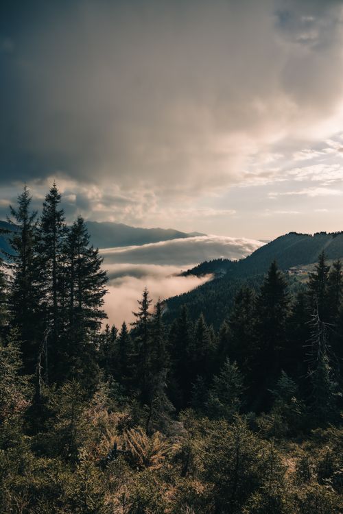 Free Captivating mountain vista with fog and coniferous trees in Rize, Türkiye. Stock Photo