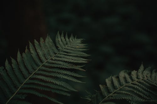 Dark Photo of Fern Leaves