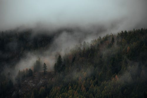 Cloud over Deep, Evergreen Forest