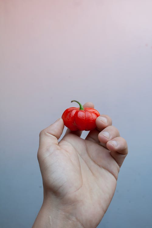 Small Tomato in Hand